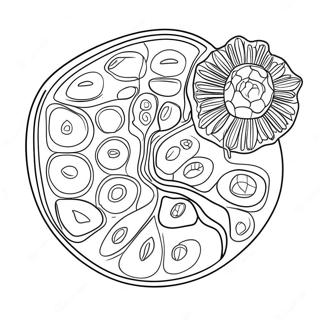 Vaxtcell Diagram Malarbild 10817-8868