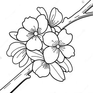 Sakura Blomma Farglaggningssida 14379-11896