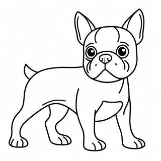 Boston Terrier Farglaggningssida 16422-13838