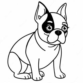 Boston Terrier Farglaggningssida 16422-13839