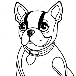 Boston Terrier Farglaggningssida 16422-13840