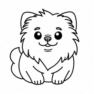 Pomeranian Valp Farglaggningssida 21662-20084