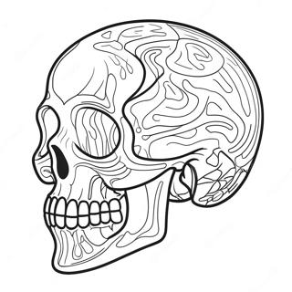 Skalle Anatomi Diagram Malarbild 41338-34319