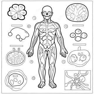 Immunsystem Diagram Malarbild 46263-38531