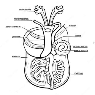 Matsmaltningssystem Diagram Malarbok 53638-44712