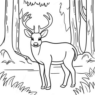 Mule Deer I En Skog Malarbok 61836-51248