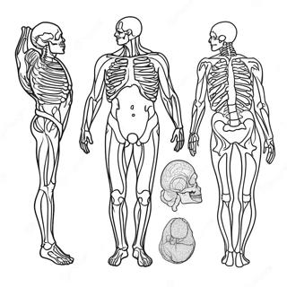 Anatomisk Farglaggningssida 981-782