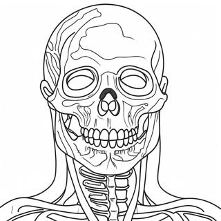 Anatomisk Farglaggningssida 981-784